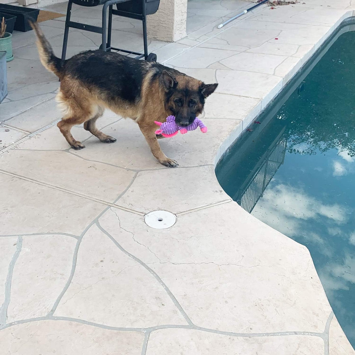 Manufacturer   Jalousie Plush Toys Assortment Value Bundle Puppy Pet Mutt Squeak Toy for Medium Large Dogs (5 Pack Corduroy)    Dog toy