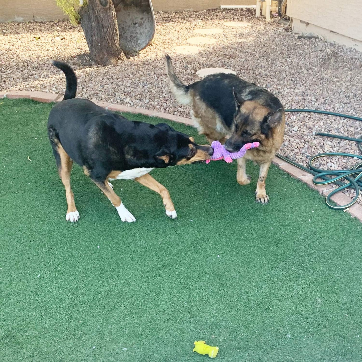 Manufacturer   Jalousie Plush Toys Assortment Value Bundle Puppy Pet Mutt Squeak Toy for Medium Large Dogs (5 Pack Corduroy)    Dog toy